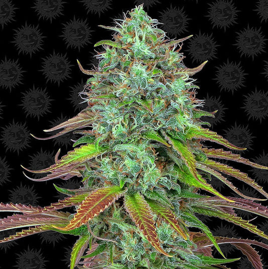 Barney's Farm LSD Auto