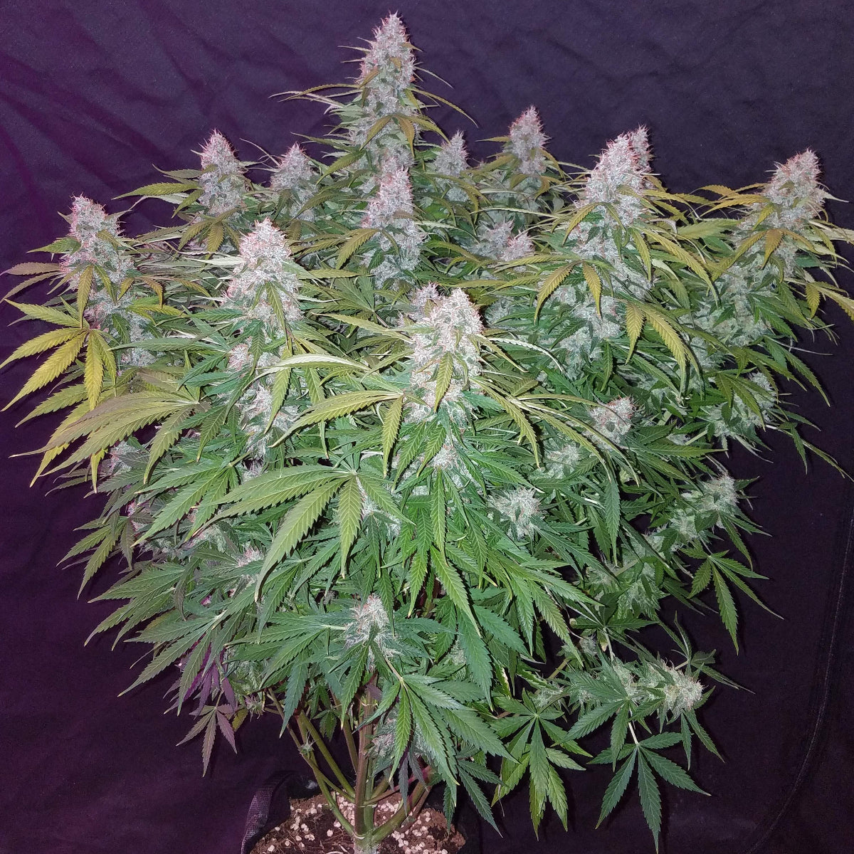 Californian Snow Auto