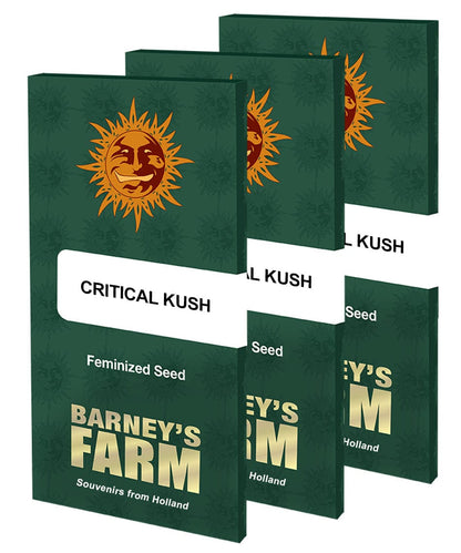 Barney's Farm Critical Kush