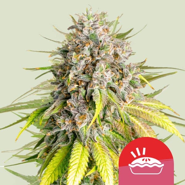 Royal Queen Seeds Punch Pie