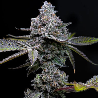 Apple Fritter Barney's Farm