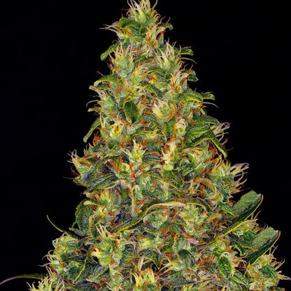 Barney's Farm Amnesia Haze Auto