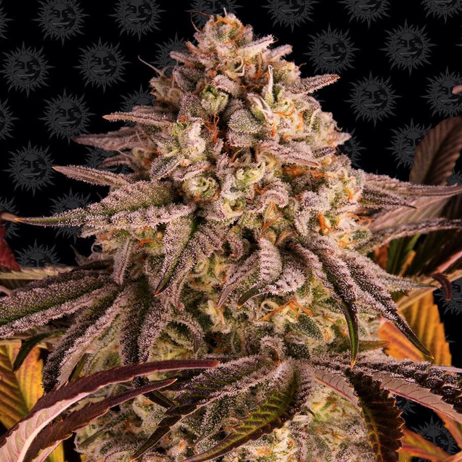 Barney's Farm Blue Sunset Sherbert