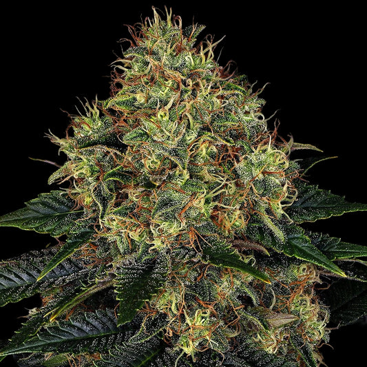 Barney's Farm Skywalker OG Auto