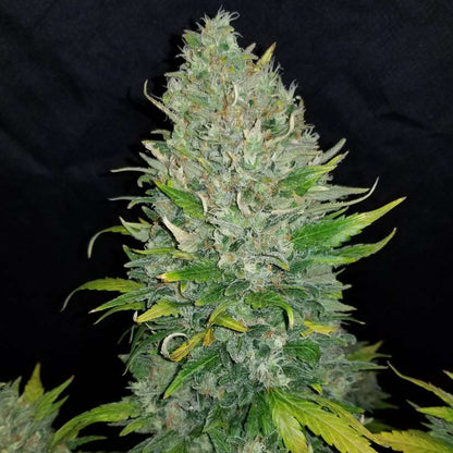 Fast Buds Z Auto