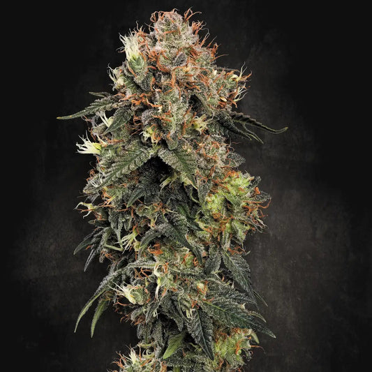 Dutch Kush Paradise Seeds